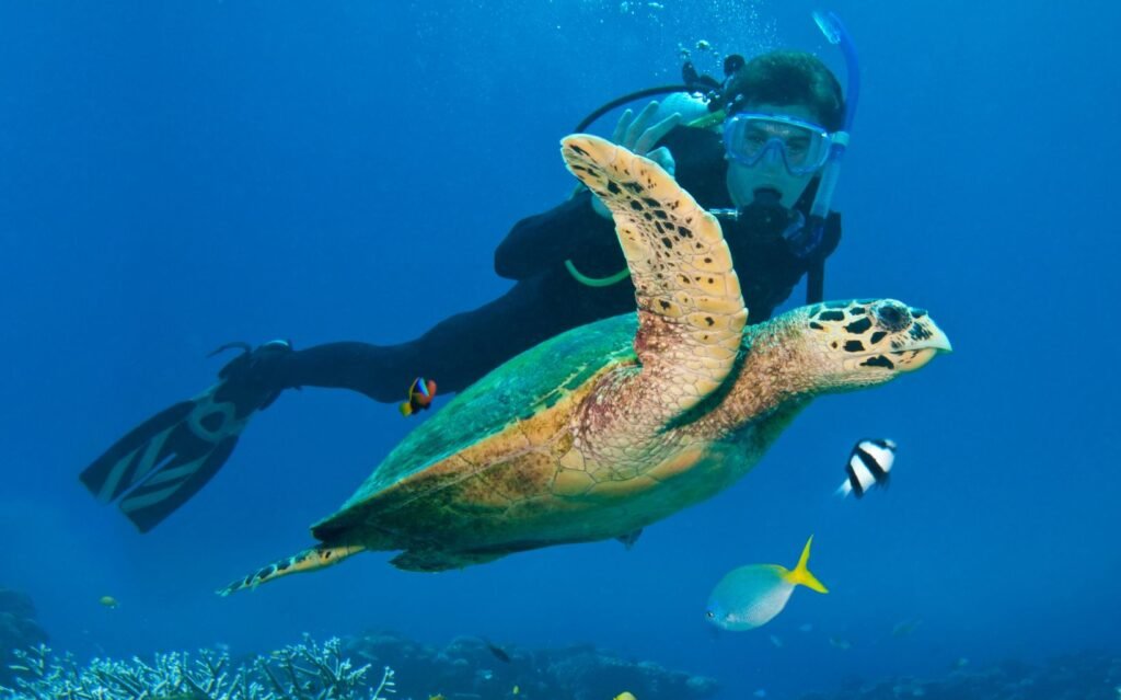 Diver Turtle